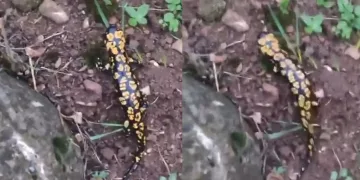 Batman’da Anadolu semenderi görüldü
