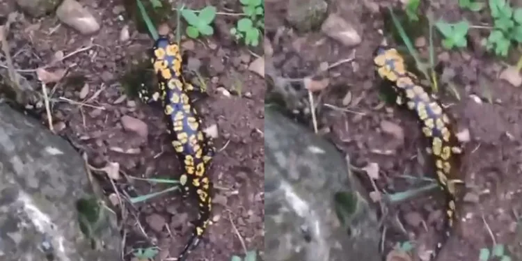 Batman’da Anadolu semenderi görüldü