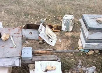 Aç kalan ayılar arı kovanlarını parçaladı