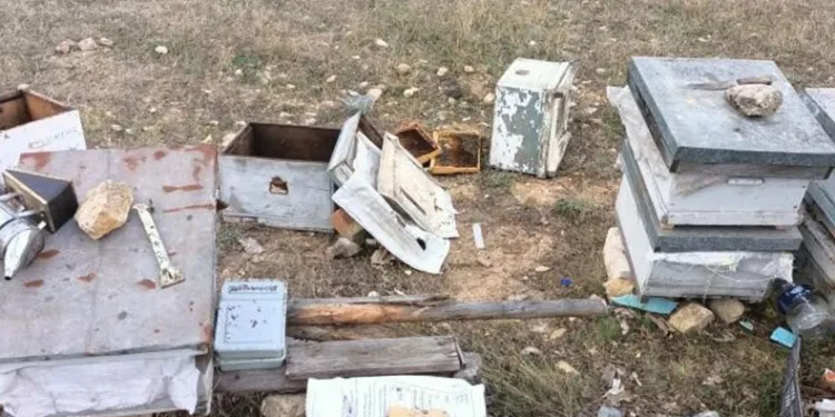 Aç kalan ayılar arı kovanlarını parçaladı