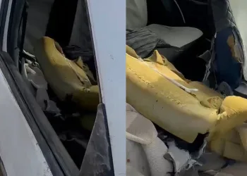 Aç ayı otomobilin camını kırıp içine girdi