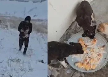 Donmak üzere olan yavru köpekler kurtarıldı
