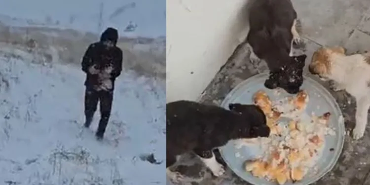 Donmak üzere olan yavru köpekler kurtarıldı