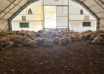 Kurt saldırısı sonucu 200 koyun telef oldu