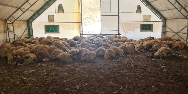 Kurt saldırısı sonucu 200 koyun telef oldu