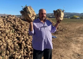 Sivas’ta yetişen dev pancarlar şaşırttı