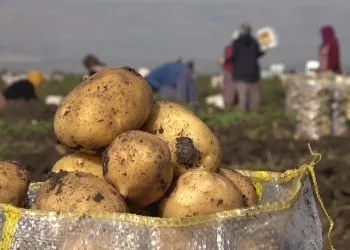 Muşlu kadınların patates hasadı mesaisi