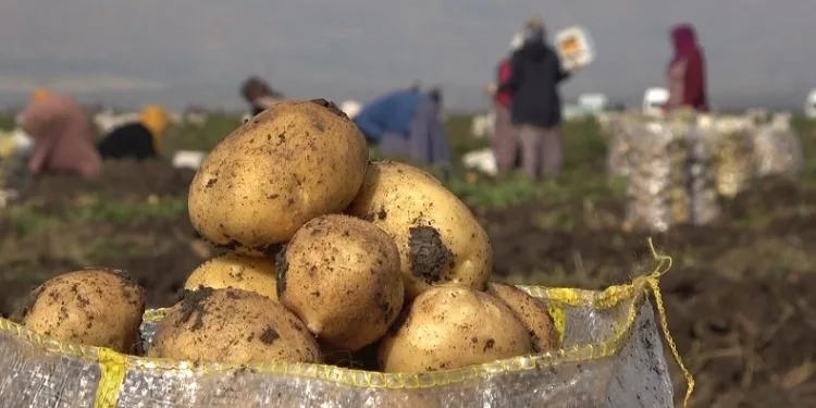 Muşlu kadınların patates hasadı mesaisi