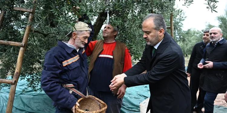 Bursa’nın zeytininde hasat vakti