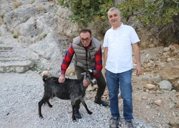 Alanya’da tedavi edilen yaralı keçi doğaya bırakıldı