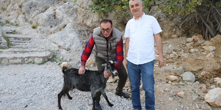 Alanya’da tedavi edilen yaralı keçi doğaya bırakıldı