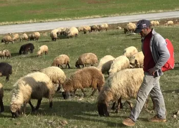 Muşlu çobanlar sigortalı olacak