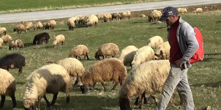 Muşlu çobanlar sigortalı olacak