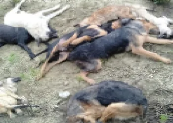 Bilecik’te köpek katliamı