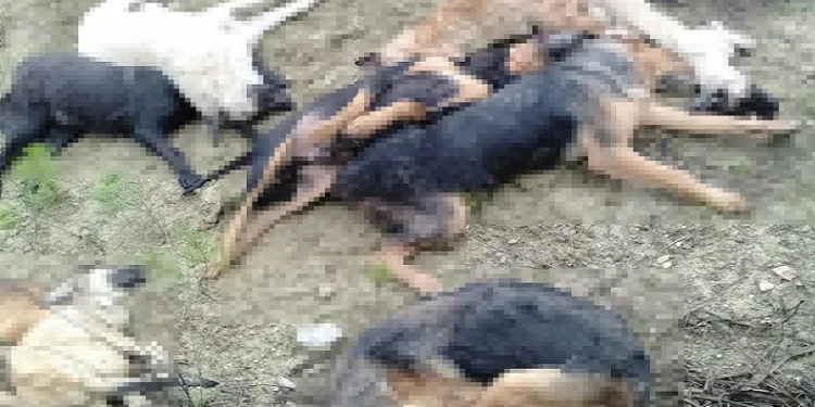 Bilecik’te köpek katliamı