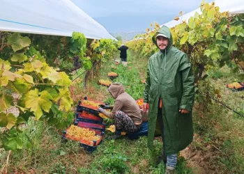 Manisa’da yağmur altında üzüm hasadı