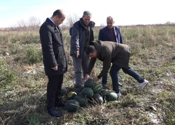 Iğdır’da karpuz hasadı