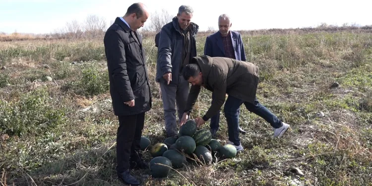 Iğdır’da karpuz hasadı