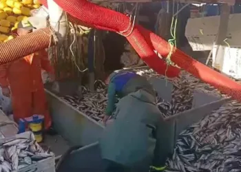 Tekirdağ’da balık bereketi