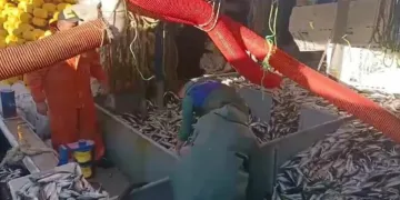 Tekirdağ’da balık bereketi