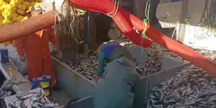 Tekirdağ’da balık bereketi