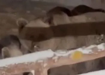 Ayıların dengesi şaştı kış uykusuna yatamadılar