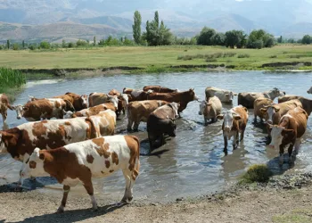 Hayvancılık destekleri için tarih belirlendi