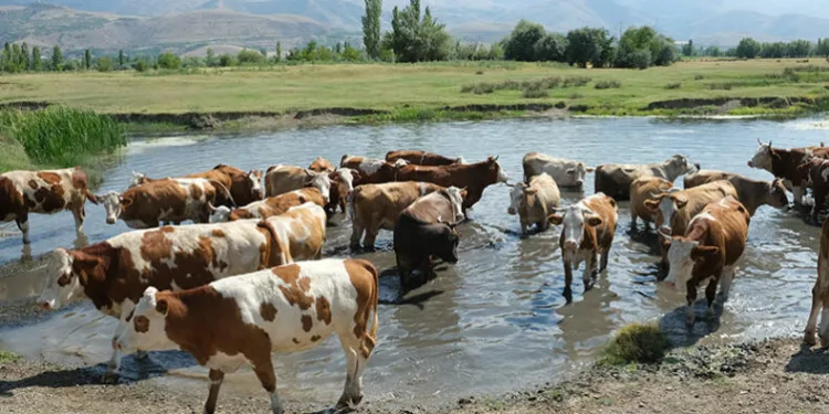 Hayvancılık destekleri için tarih belirlendi