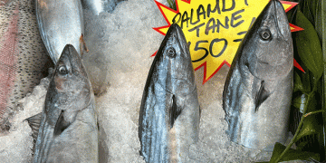 Palamut tezgaha indi