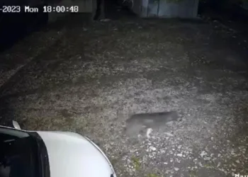 Diyarbakır’da evin önünden geçen kurt kameraya takıldı