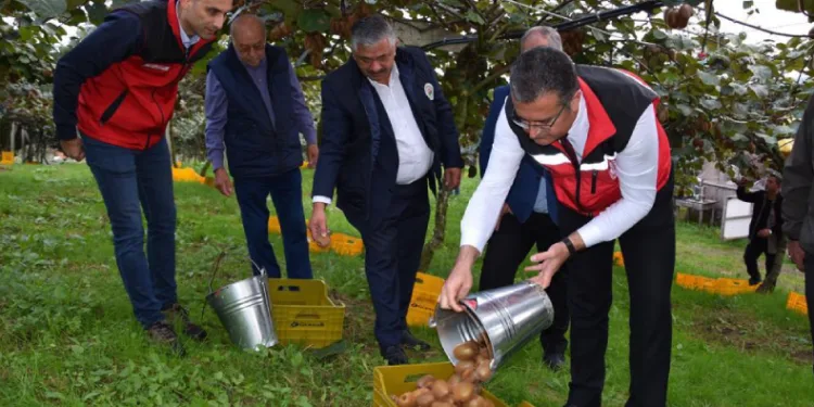 Ordu’da kivi hasadı başladı