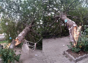 Sinop’ta fırtına ağacı devirdi