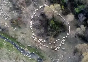Çin’den sonra Türkiye’de de görüldü