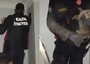 Kurtarılan kediyi ev sahibi sahiplendi