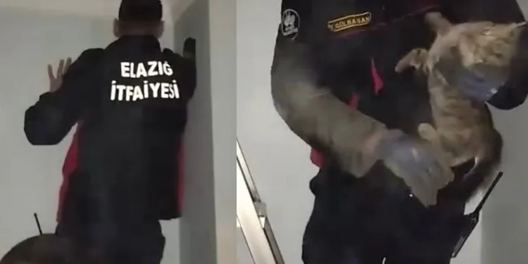 Kurtarılan kediyi ev sahibi sahiplendi