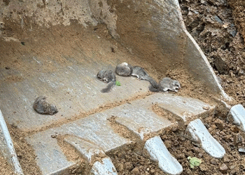 9 yavru sincabın hayatı kurtuldu