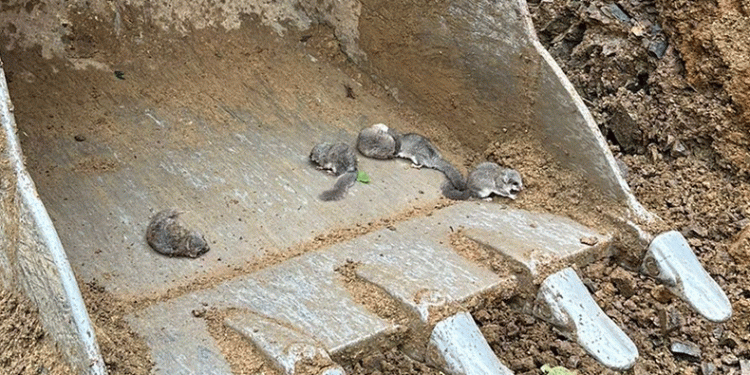 9 yavru sincabın hayatı kurtuldu