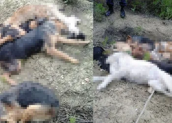 Köpek katliamında 4 gözaltı