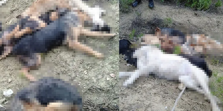 Köpek katliamında 4 gözaltı