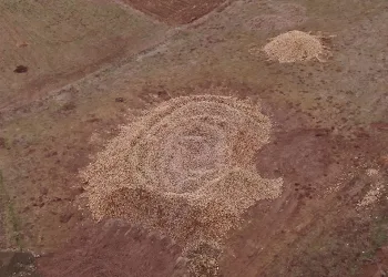 Tonlarca şeker pancarı tarlada kaldı