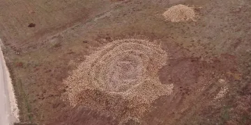 Tonlarca şeker pancarı tarlada kaldı