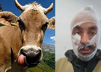 İneği boynuzladı, görenler güldü geçti