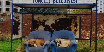Sıcak günleri bekliyorlar