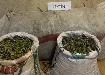 Germencik’te zeytin hırsızları yakalandı