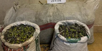 Germencik’te zeytin hırsızları yakalandı