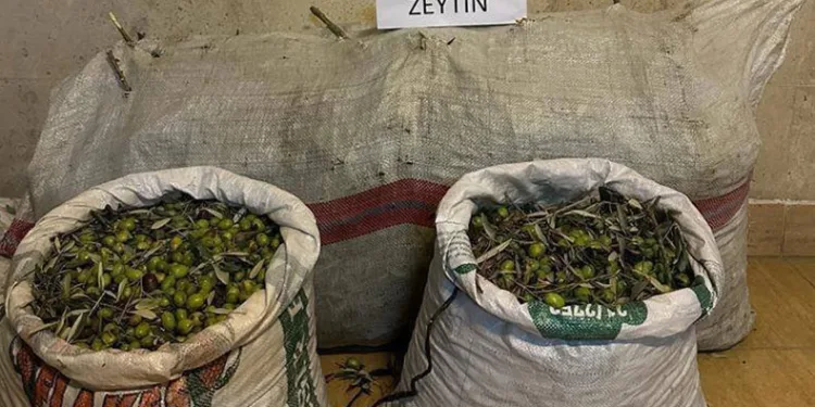 Germencik’te zeytin hırsızları yakalandı