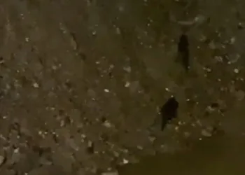 Sürüklenen su samurları Gönen Çayı’na koştu