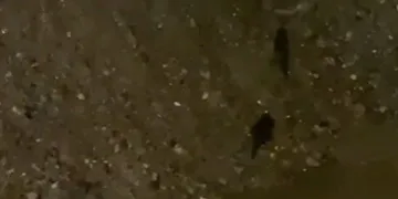 Sürüklenen su samurları Gönen Çayı’na koştu