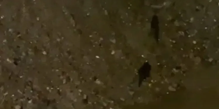 Sürüklenen su samurları Gönen Çayı’na koştu
