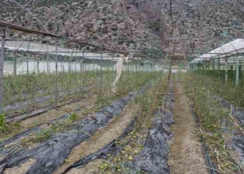 Antalya’da seraları dolu vurdu